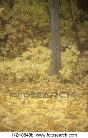 tree, autumn, golden, nature, forest, Washington, bushes View Large Photo Image Stock Image - tree, autumn, golden, nature, forest, Washington, bushes. Fotosearch