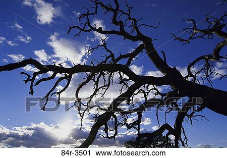 tree, clouds, tall, silhouette, upward View Large Photo Image Stock Image - tree, clouds, tall, silhouette, upward. Fotosearch