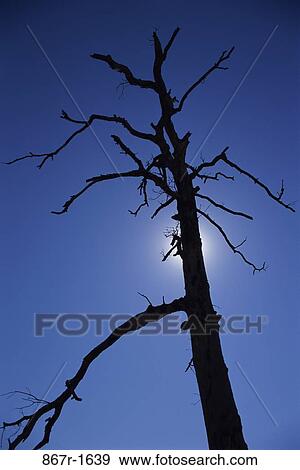 tree, evening, tall, silhouette, nature, mysterious View Large Photo Image Stock Photo - tree, evening, tall, silhouette, nature, mysterious. Fotosearch