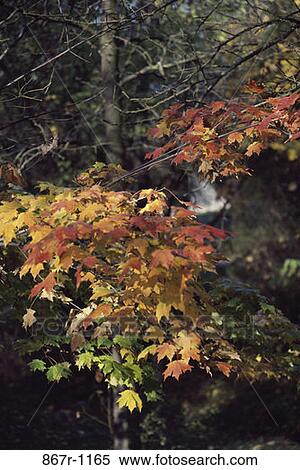 tree, leaves, autumn, nature, branches, season, Autumn details View Large Photo Image Stock Photography - tree, leaves, autumn, nature, branches, season, Autumn details. Fotosearch
