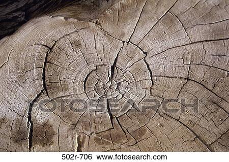 Stock Photograph - tree, nature, cracked, trunk, detail, stump. Fotosearch