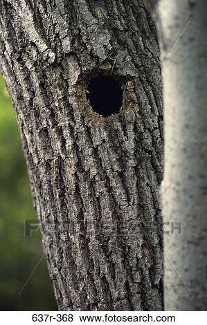 Stock Photo - tree, nest, home, nature, rough, detail. Fotosearch