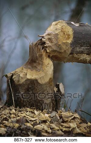 tree, outdoors, nature, detail, Trees details View Large Photo Image Stock Photo - tree, outdoors, nature, detail, Trees details. Fotosearch