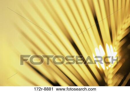Stock Image - tree, sky, palm, sun, nature, palm tree, Trees tropical. Fotosearch