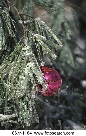 tree, snow, hanging, ice, winter, Christmas, ornament View Large Photo Image Picture - tree, snow, hanging, ice, winter, Christmas, ornament. Fotosearch