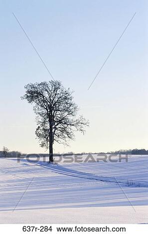 tree, snow, winter, nature, season, Winter season View Large Photo Image Picture - tree, snow, winter, nature, season, Winter season. Fotosearch