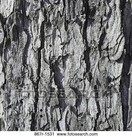 tree, square, background, detail, wood, bark, close up View Large Photo Image Stock Image - tree, square, background, detail, wood, bark, close up. Fotosearch