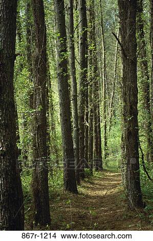 trees, nature, forest, path, trail, woods, Roads various View Large Photo Image Picture - trees, nature, forest, path, trail, woods, Roads various. Fotosearch