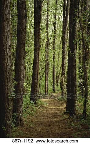 trees, nature, forest, path, trail, Forests nature View Large Photo Image Stock Image - trees, nature, forest, path, trail, Forests nature. Fotosearch