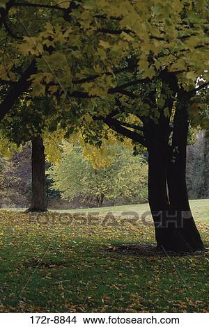 trees, Trees nature, forest, nature, autumn View Large Photo Image Picture - trees, Trees nature, forest, nature, autumn. Fotosearch