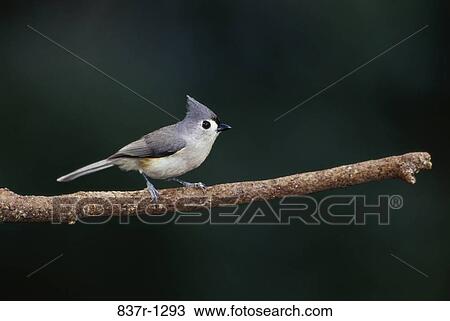 Tufted Titmouse View Large Photo Image Stock Image - Tufted Titmouse. Fotosearch