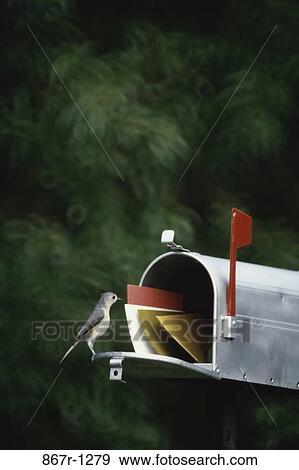 Tufted Titmouse View Large Photo Image Stock Photo - Tufted Titmouse. Fotosearch