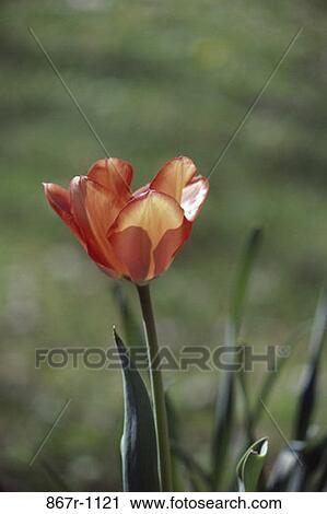 Stock Image - Tulip. Fotosearch