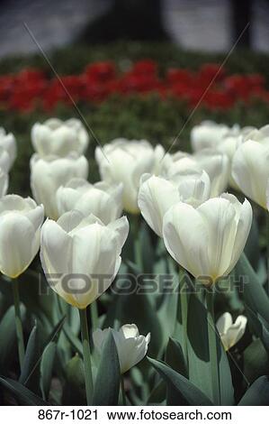 Stock Image - Tulips. Fotosearch