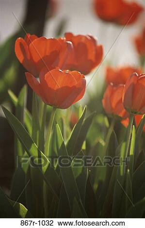 Tulips View Large Photo Image Stock Image - Tulips. Fotosearch