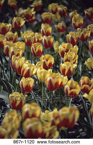 Tulips View Large Photo Image Stock Image - Tulips. Fotosearch