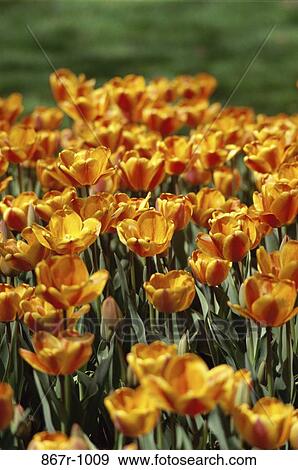 Tulips View Large Photo Image Stock Photo - Tulips. Fotosearch