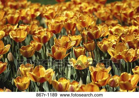 Tulips View Large Photo Image Stock Photo - Tulips. Fotosearch