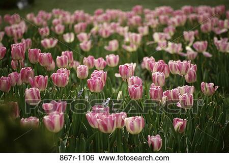 Tulips View Large Photo Image Stock Photograph - Tulips. Fotosearch