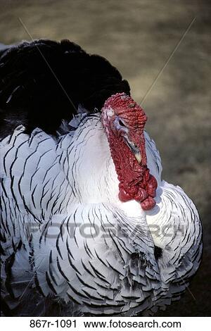 Turkey View Large Photo Image Stock Image - Turkey. Fotosearch