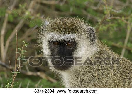 Picture - Vervet Monkey. Fotosearch