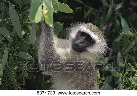 Stock Image - Vervet Monkey. Fotosearch