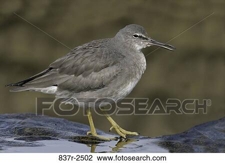 Wandering Tattler View Large Photo Image Stock Image - Wandering Tattler. Fotosearch