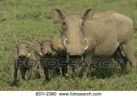Stock Image - Warthogs. Fotosearch