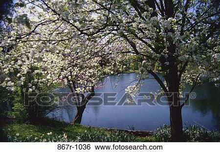 water, lake, trees, nature, blossoming, pond, blossom View Large Photo Image Stock Photograph - water, lake, trees, nature, blossoming, pond, blossom. Fotosearch