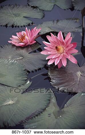 Water Lilies View Large Photo Image Stock Photo - Water Lilies. Fotosearch