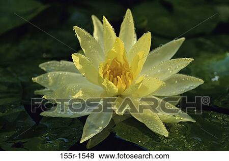 Water Lily View Large Photo Image Stock Photo - Water Lily. Fotosearch