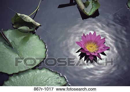 Stock Photo - Water Lily. Fotosearch