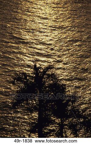 water, palm, tropical, calm, silhouette, palm trees, trees View Large Photo Image Stock Photo - water, palm, tropical, calm, silhouette, palm trees, trees. Fotosearch