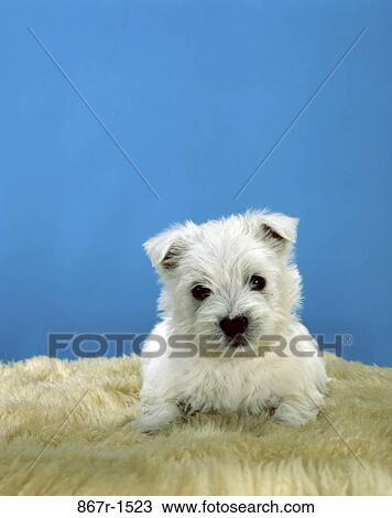 West Highland Terrier View Large Photo Image Stock Image - West Highland Terrier. Fotosearch