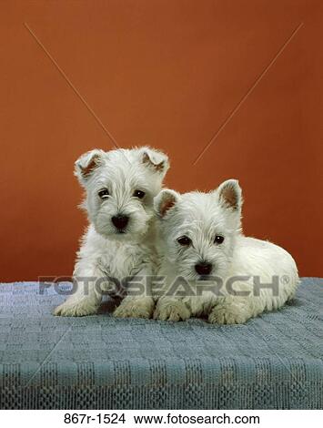 West Highland Terriers View Large Photo Image Picture - West Highland Terriers. Fotosearch