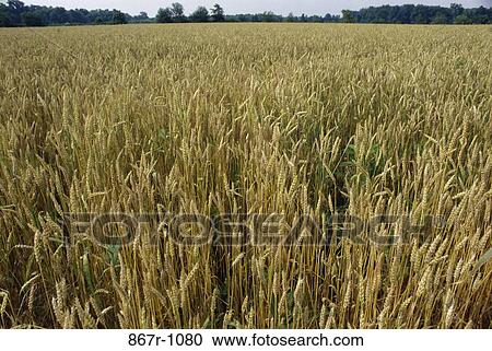 Wheat Field View Large Photo Image Stock Image - Wheat Field. Fotosearch