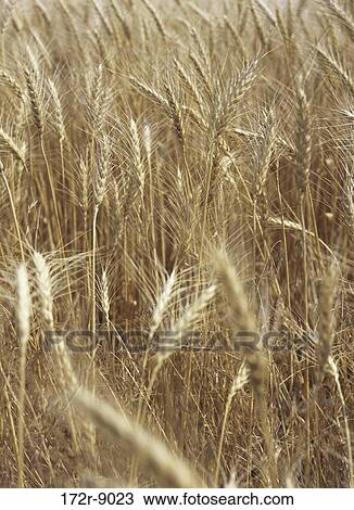 Stock Image - Wheat. Fotosearch