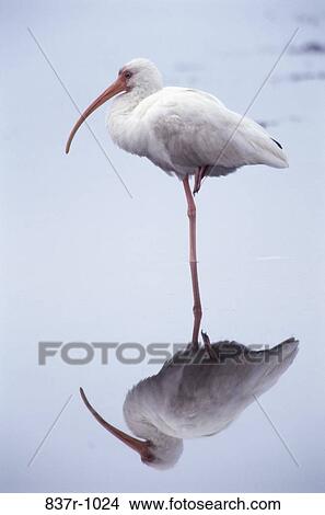 White Ibis View Large Photo Image Picture - White Ibis. Fotosearch