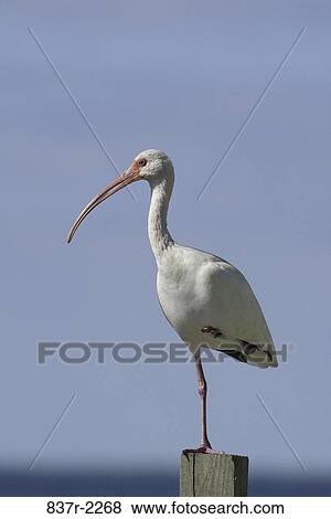 Stock Photo - White Ibis. Fotosearch