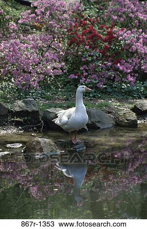 White Pekin Duck View Large Photo Image Stock Image - White Pekin Duck. Fotosearch