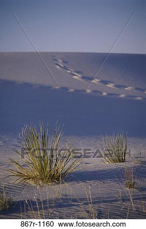 White Sands, New Mexico, USA View Large Photo Image Stock Image - White Sands, New Mexico, USA. Fotosearch