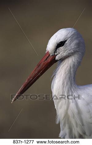 White Stork View Large Photo Image Stock Photo - White Stork. Fotosearch