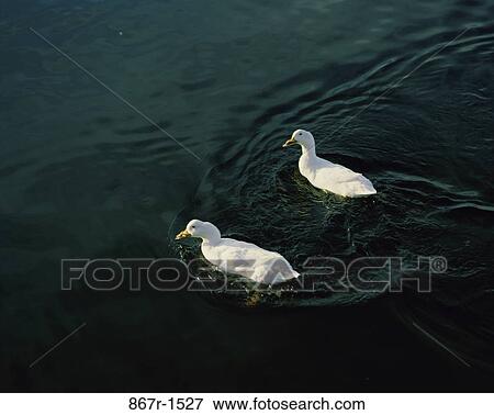 white, swim, birds, water, animals, swimming View Large Photo Image Stock Photo - white, swim, birds, water, animals, swimming. Fotosearch