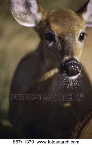 White-Tailed Deer View Large Photo Image Stock Image - White-Tailed Deer. Fotosearch