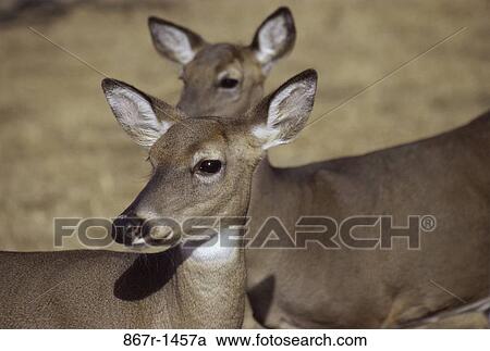 Stock Image - White-Tailed Deer. Fotosearch