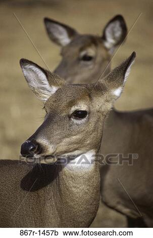 White-Tailed Deer View Large Photo Image Stock Image - White-Tailed Deer. Fotosearch