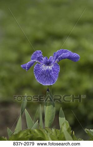 Wild Iris View Large Photo Image Stock Photo - Wild Iris. Fotosearch