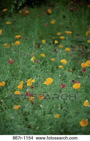Wildflowers View Large Photo Image Picture - Wildflowers. Fotosearch