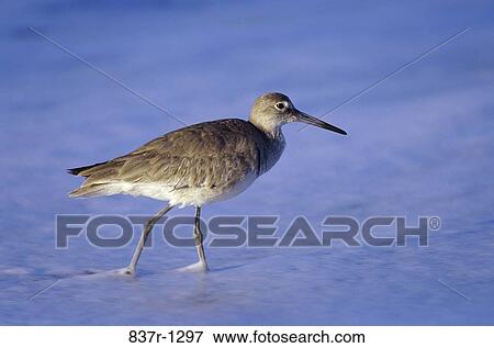 Willet View Large Photo Image Stock Photo - Willet. Fotosearch
