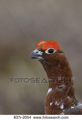Willow Ptarmigan View Large Photo Image Picture - Willow Ptarmigan. Fotosearch